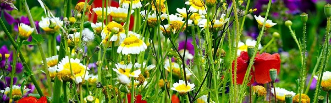 Blumenwiese